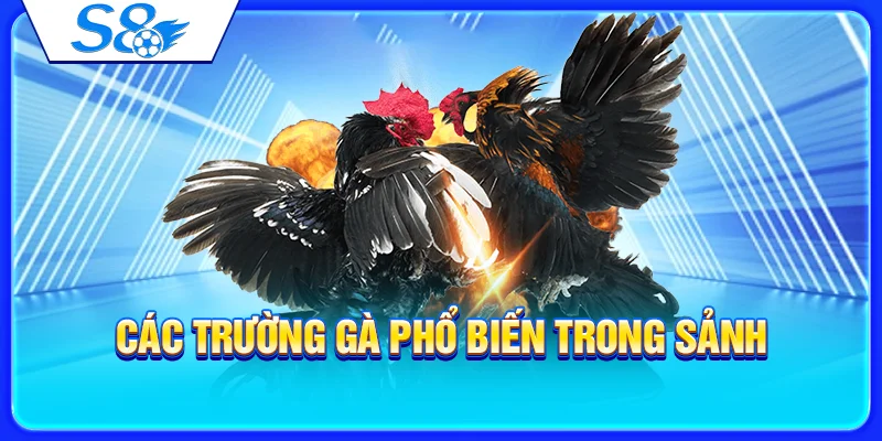 Sảnh Đá Gà S8 – Tổng Quan Trận Đấu Và Cách Theo Dõi Kèo 3 Các trường gà phổ biến trong sảnh